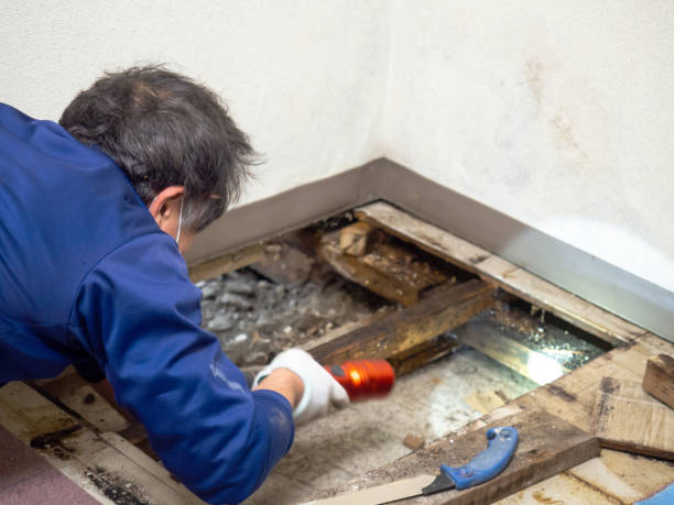 Reliable Chetek, WI Mold Removal Solutions