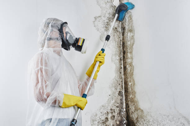 Best Mold Testing  in Chetek, WI