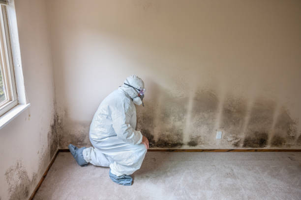 Best Professional Mold Removal  in Chetek, WI