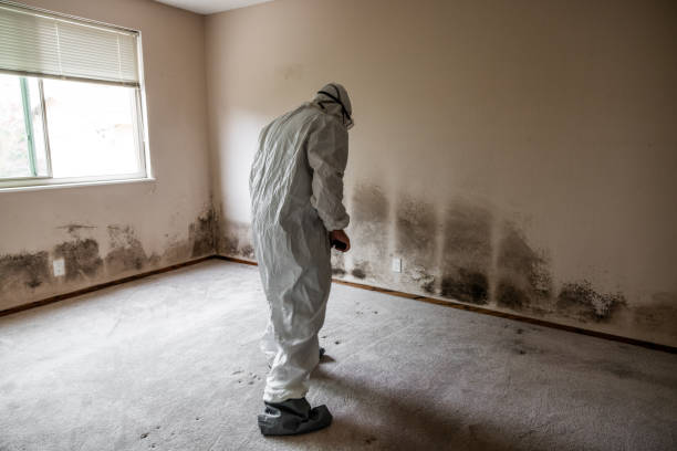 Best Residential Mold Removal  in Chetek, WI