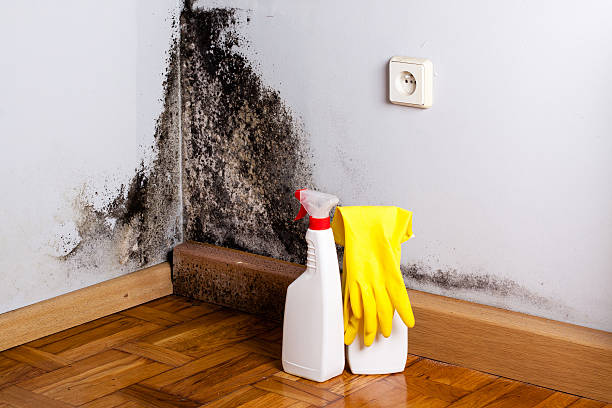 Best Residential Mold Removal  in Chetek, WI