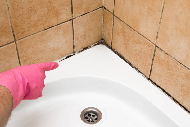 Best Toxic Mold Removal  in Chetek, WI